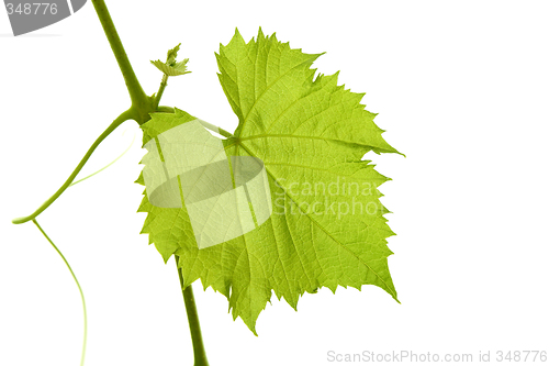 Image of Grape leaf