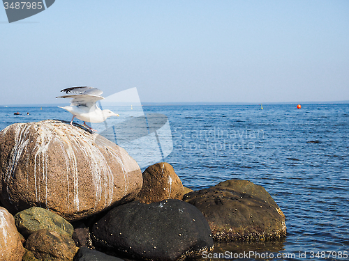 Image of Seagull leaving rocks at sea into the blue with clear blue sky