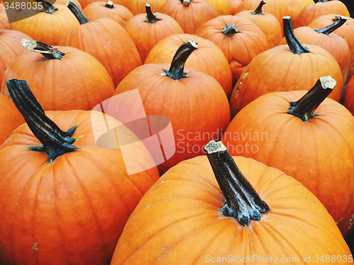 Image of Big bright orange pumpkins