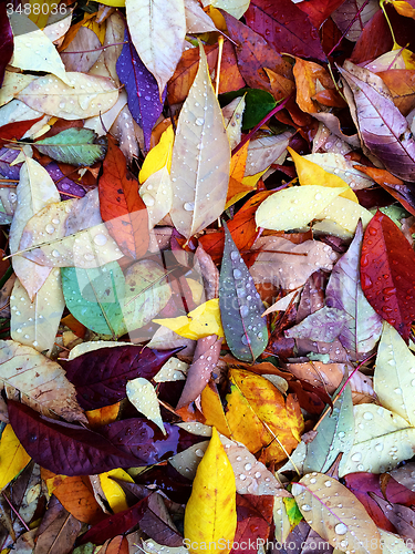 Image of Colorful autumn leaves in raindrops