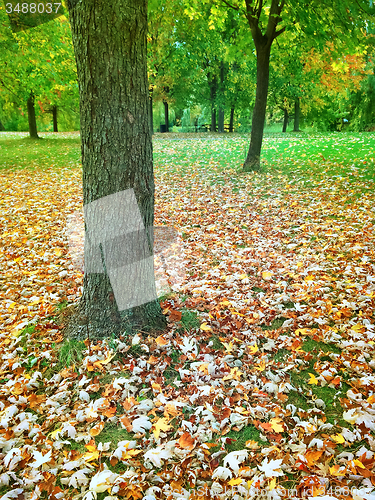 Image of Autumn park with maple trees