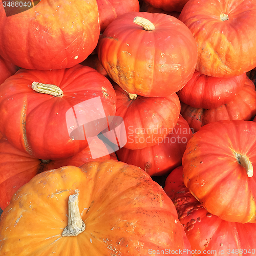 Image of Cinderella pumpkins variety