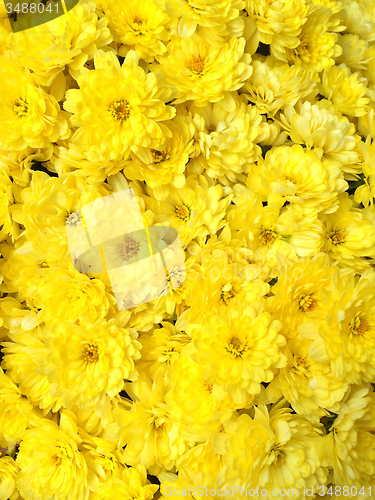 Image of Yellow chrysanthemums background