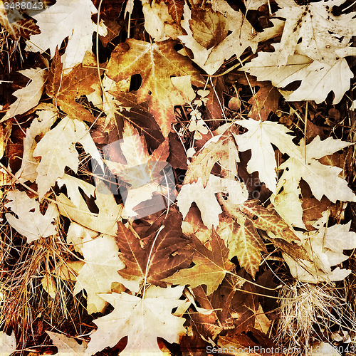 Image of Dry brown leaves