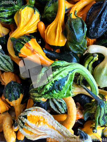Image of Green and orange decorative gourds