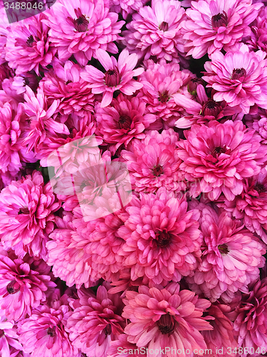 Image of Purple chrysanthemums background