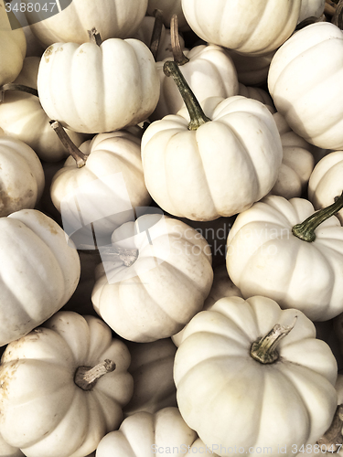 Image of White Baby Boo pumpkins