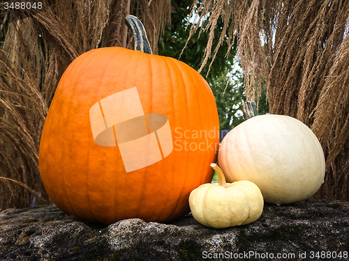 Image of Pumpkins decorating a garden