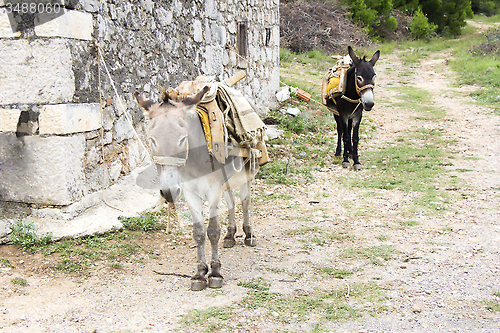 Image of Two donkeys