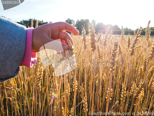 Image of Child touchin wheat grain on a field at close up at daylight