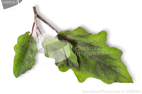 Image of Several green leaves of eggplant