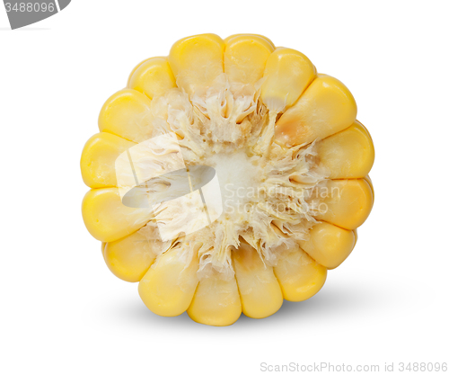 Image of Piece of corn cob an end view