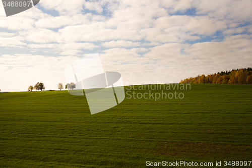 Image of  green unripe grains