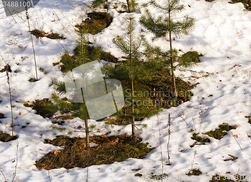 Image of trees   in winter