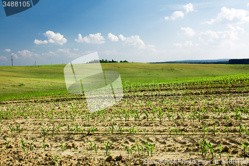 Image of  green unripe grains