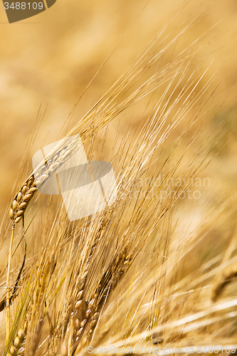 Image of mature wheat  