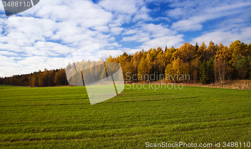 Image of the autumn wood 