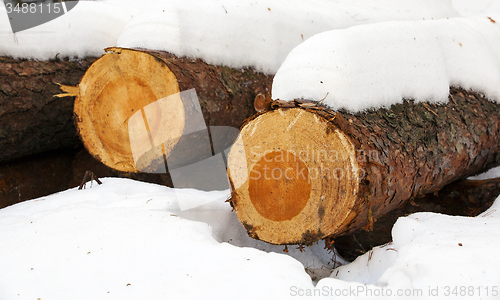 Image of the cut trees  