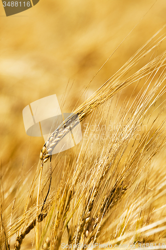 Image of rye ears  