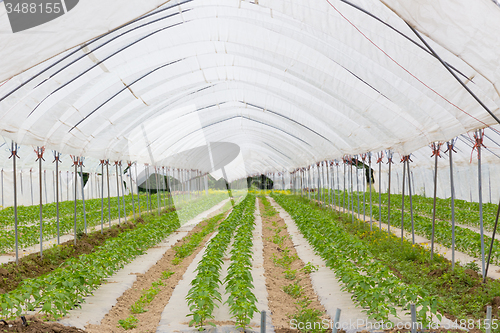 Image of  Bio tomatoes growing in the greenhouse.