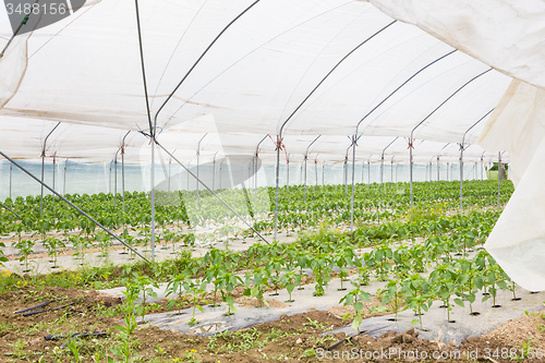 Image of  Bio tomatoes growing in the greenhouse.