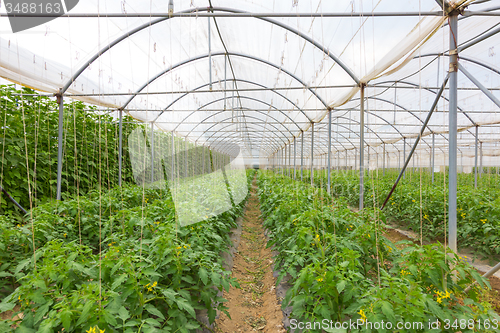 Image of  Bio tomatoes growing in the greenhouse.