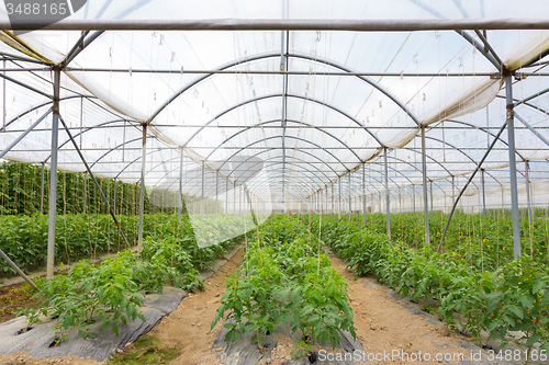 Image of  Bio tomatoes growing in the greenhouse.