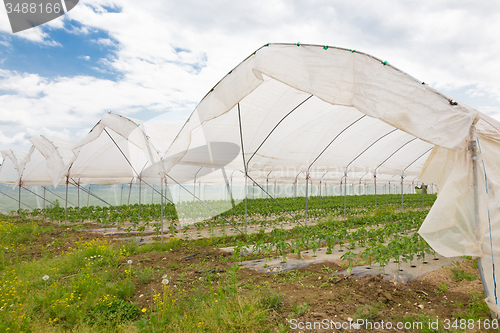 Image of  Bio tomatoes growing in the greenhouse.