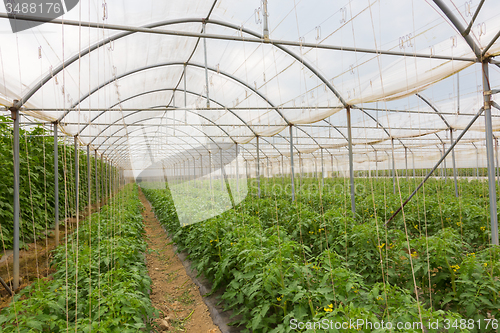 Image of  Bio tomatoes growing in the greenhouse.
