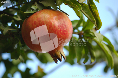 Image of Pomegranate