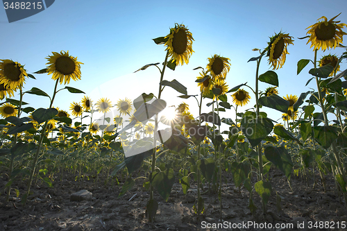 Image of backlit sunflowers