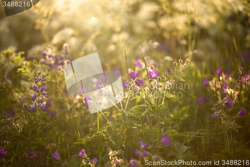 Image of wildflowers in summer