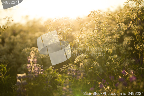 Image of Wild flowers in summer