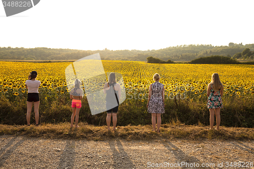 Image of field of flowers