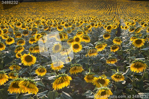 Image of Growing crops