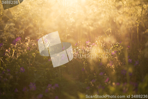 Image of Summer meadow