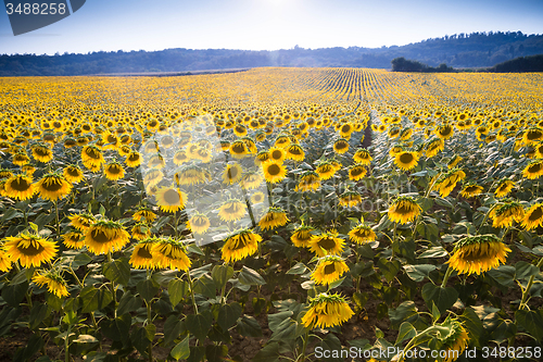 Image of Yellow flowers