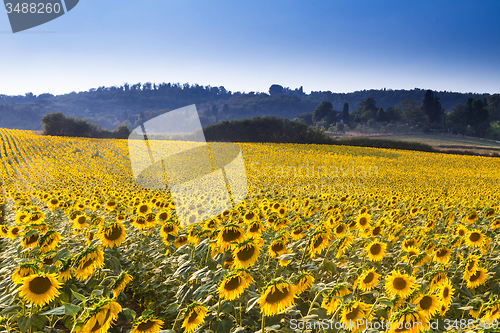 Image of summer crops