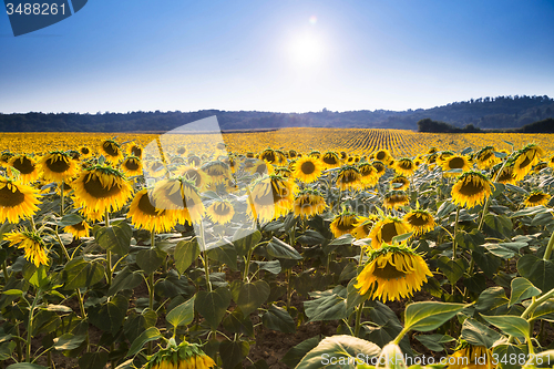 Image of Sunflower meadow