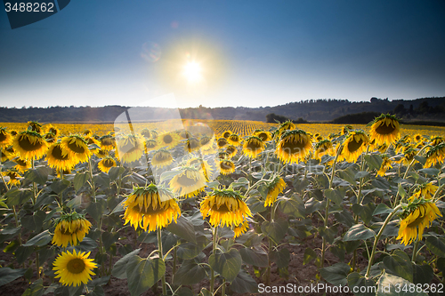 Image of Sunflowers growing