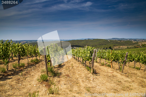 Image of Tuscan winemaking