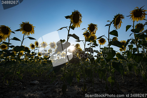 Image of backlit sunflowers