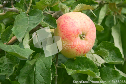 Image of Ripening big red apple