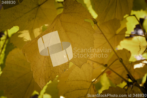 Image of Beautiful background leave