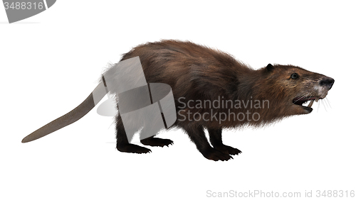 Image of Beaver