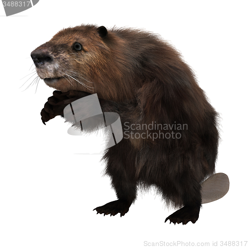 Image of Beaver