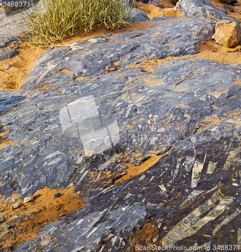 Image of  old fossil in  the desert of morocco sahara and rock  stone sky