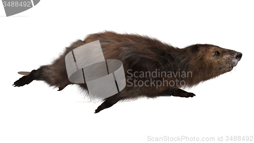 Image of Beaver