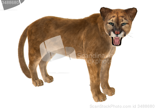 Image of Big Cat Puma