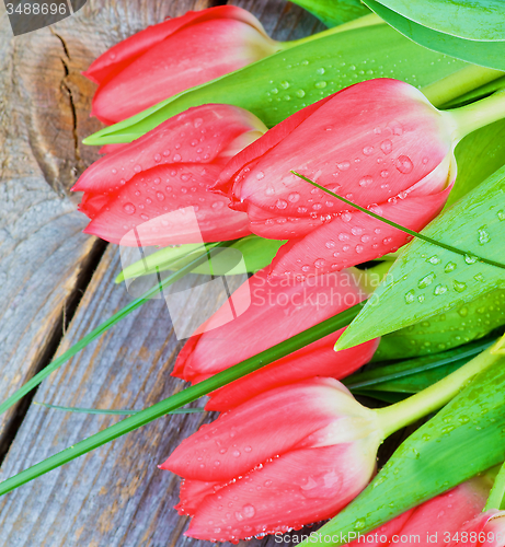Image of Spring Tulips